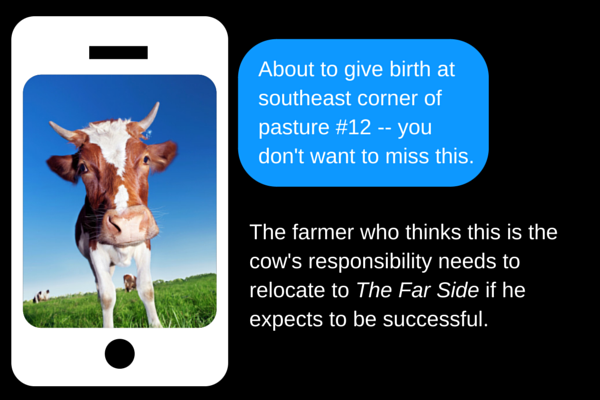 Cow Texting